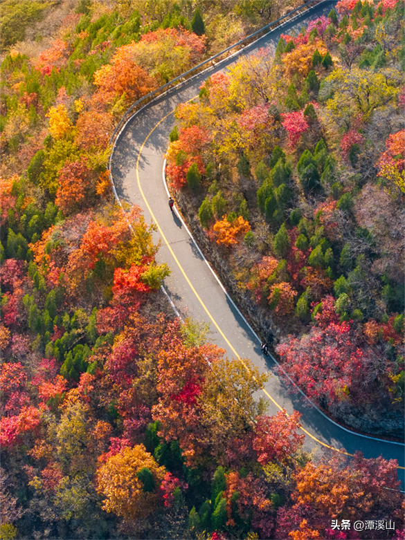 淄博红叶进入全盛期，漫山遍野醉人红