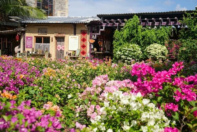 万宁溪边村：邂逅三角梅下的书香悠闲时光