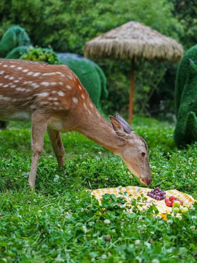暂时闭馆前，再去金沙遗址看一眼太阳神鸟