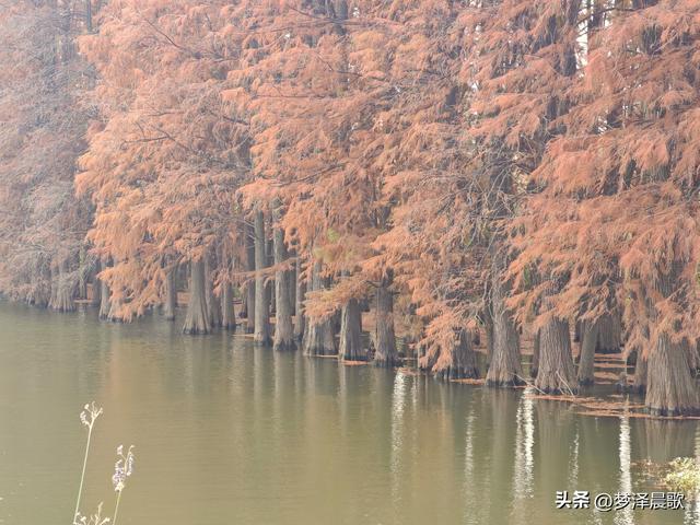涢水湿地迷人红杉林 冬日画卷中的生态诗篇