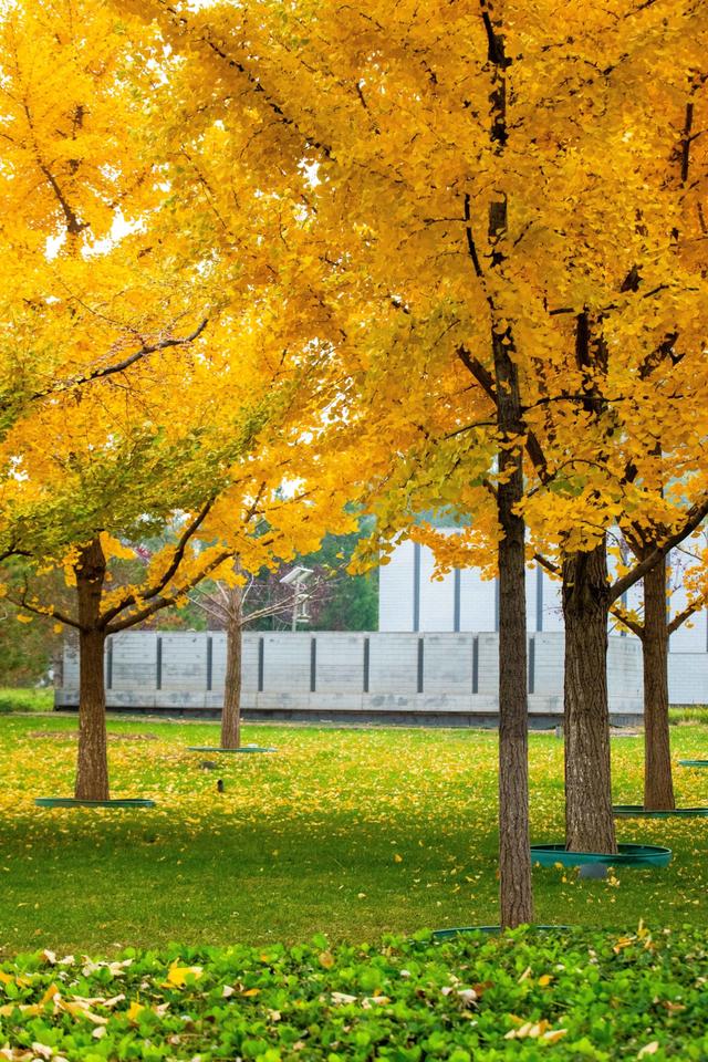 都跑去地坛看银杏了？北京中轴线南边的公园，藏着一处小众银杏林