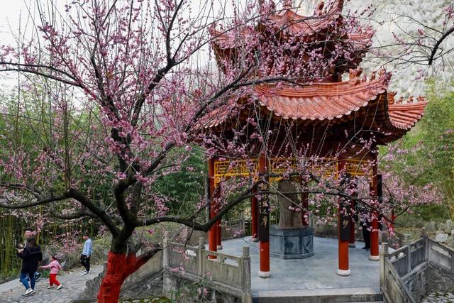 光影遇梅香！成县文旅春日上新啦