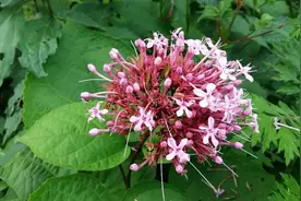 花非常漂亮，但全株散发臭味，人称臭牡丹，有痔疮的人都在找它图片