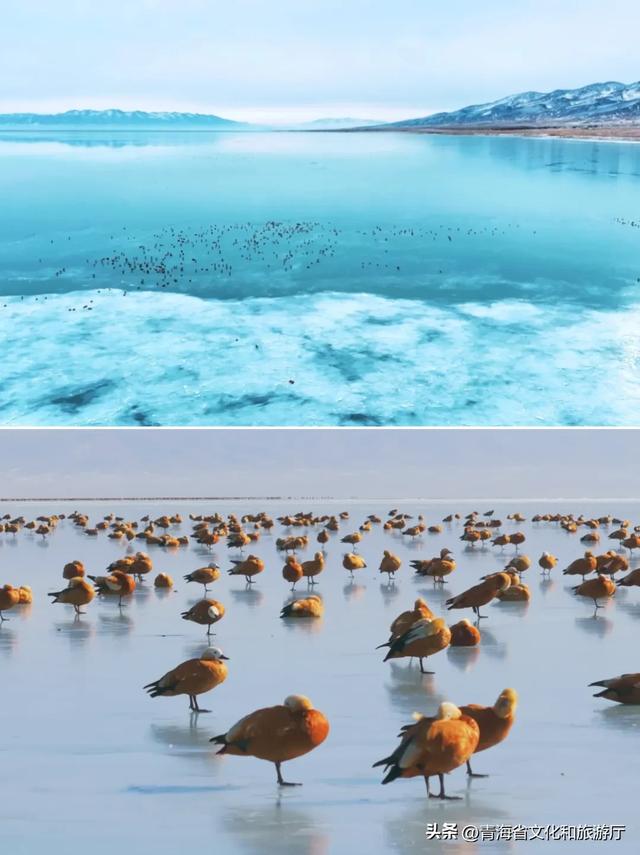 封湖季开启！青海湖二郎剑冰推奇观上线，冰凌筑就高原冬日梦幻琉璃境！