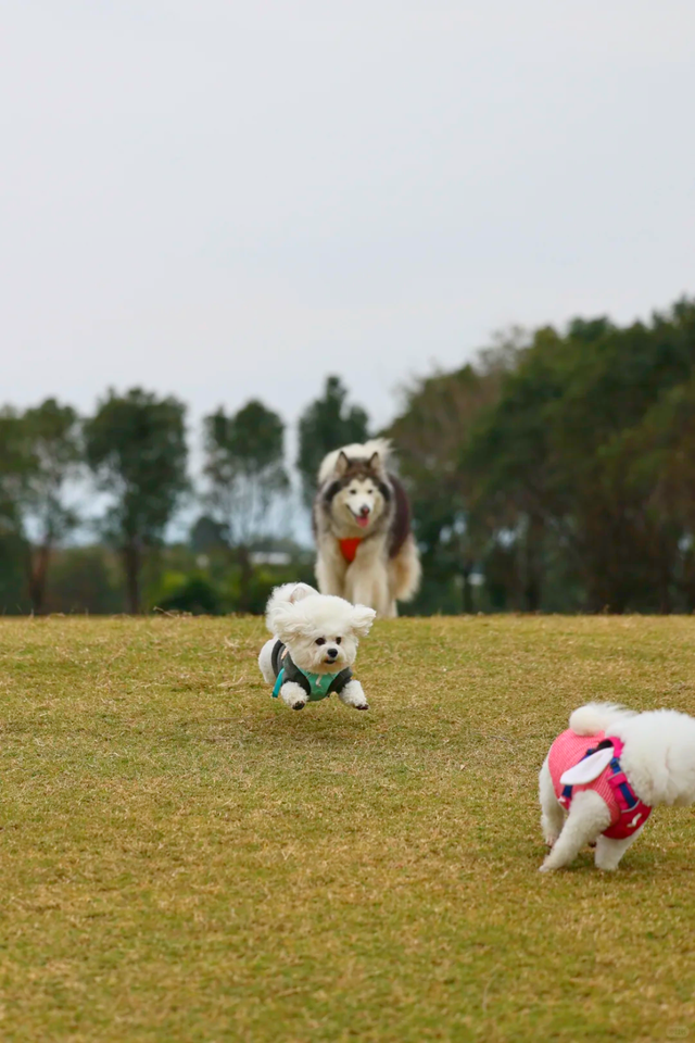 在韶关，带毛孩子去哪“浪”？这份宠物友好地图请收藏，撒欢不踩雷~
