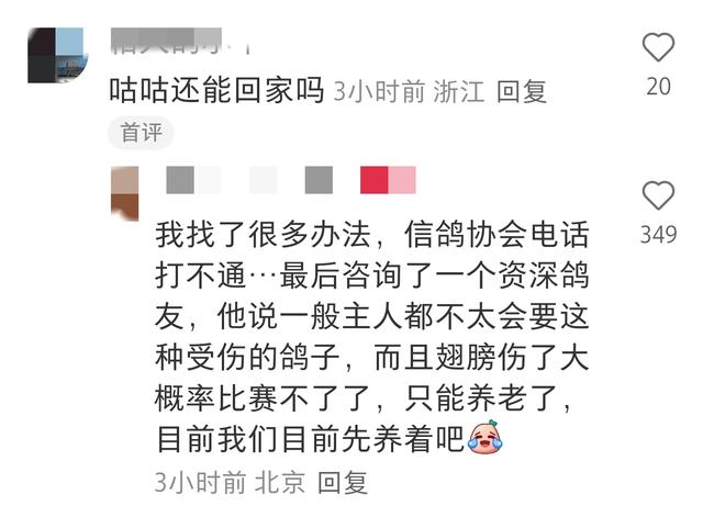 笑不活了！九三阅兵结束后鸽子走失，网友：你叔家20只 就回来4个