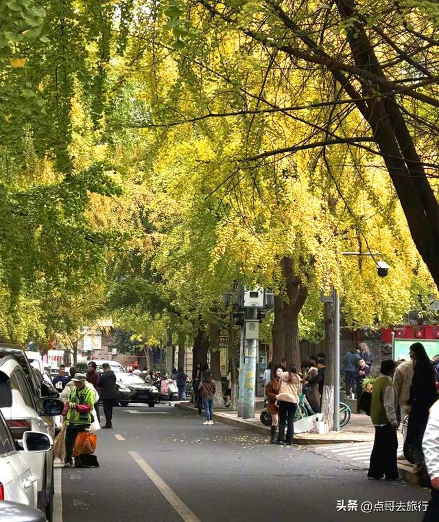 成都市中心最美银杏观赏地，这6处你去过吗？都不要门票！