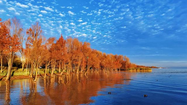 在大理，这个落叶像雪的季节