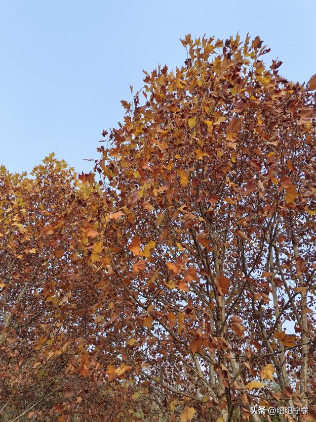 为看金黄美景和红墙，我来北碚静观走一趟，在塔坪寺和思乡台公园