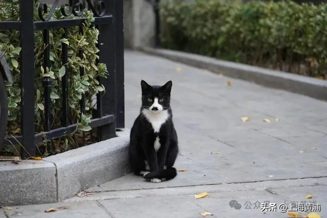 深秋限定！这条百年弄堂里尽是金色的浪漫！