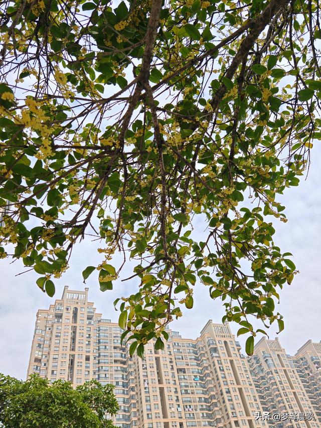 古城云梦：重阳桂花艳 千年古韵香