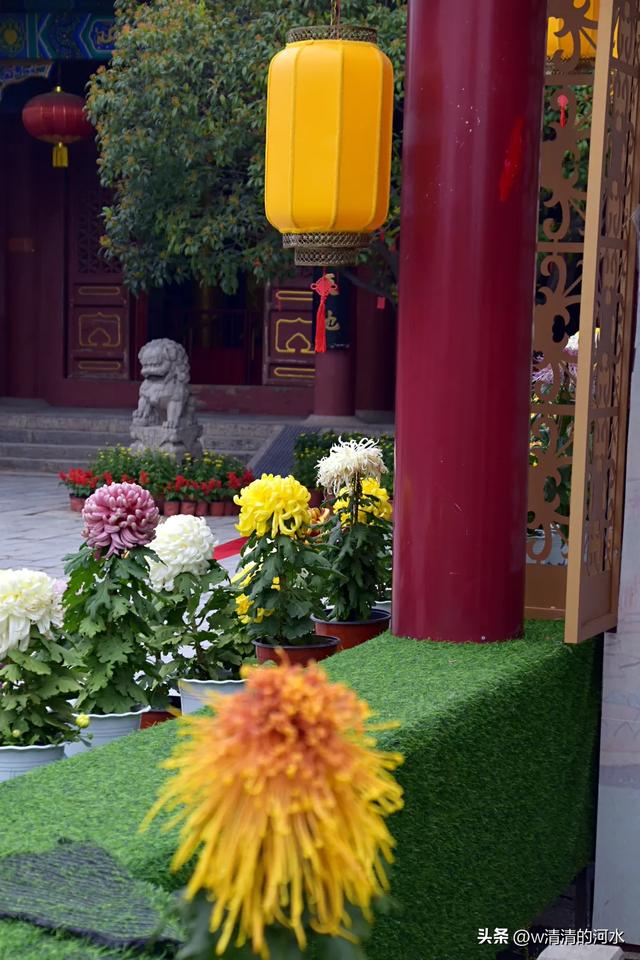 菊花是秋天里绝美的画卷