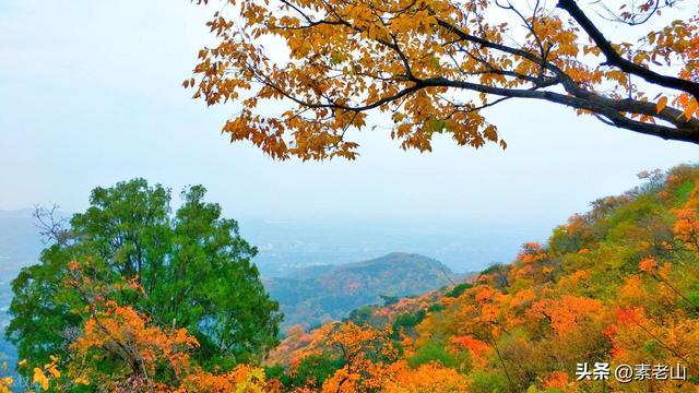 我爱北京香山红树叶