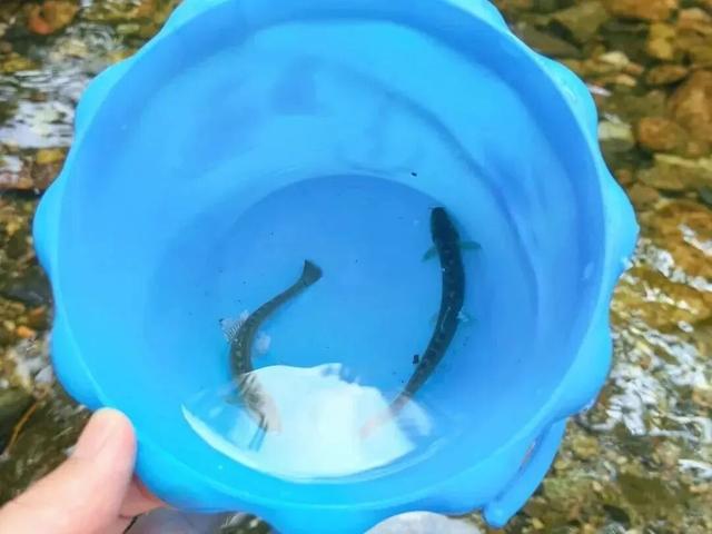 西安向南45分钟！小城撸熊猫、溯溪、看云、发呆，还藏了秦岭第一抹秋色