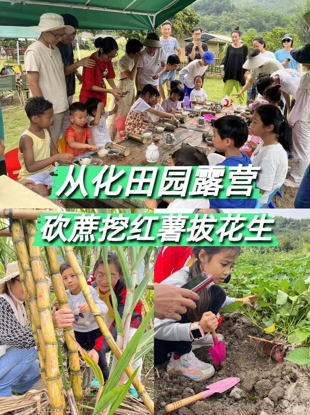 从化冬季户外 田园野趣农耕一日游 拔花生砍甘蔗挖红薯做竹筒饭