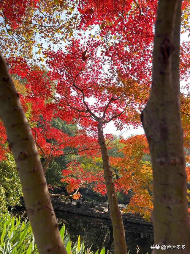 沿着鲁迅的足迹，赏上海秋日美景