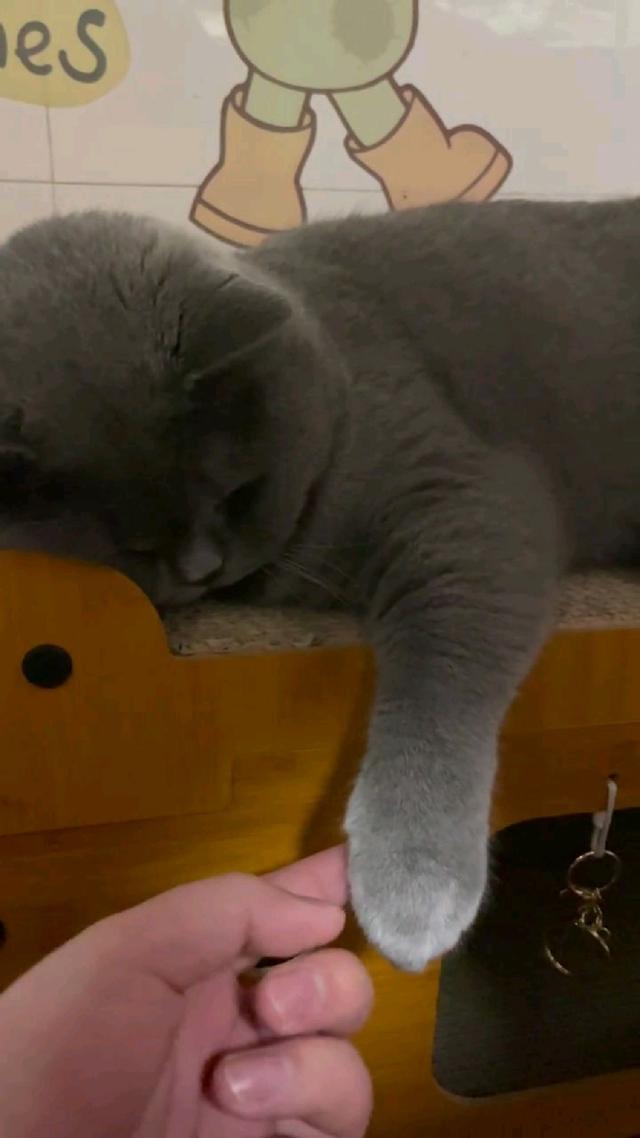 养猫久了才知道，我们摸它的爪爪的时候，原来它是这样想的