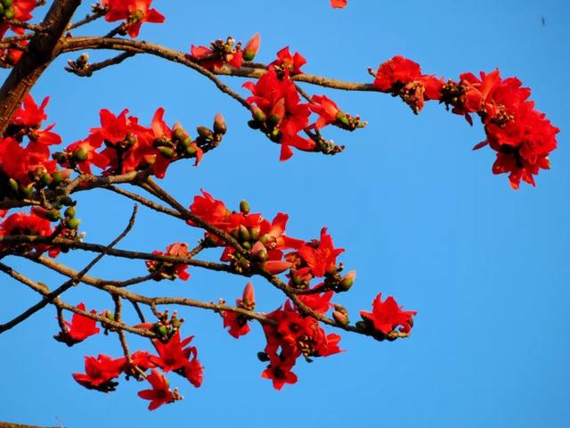 红河元阳木棉燃春，奏响奋进曲