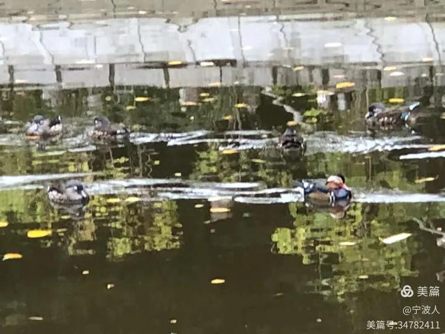 兆麟公园看鸳鸯戏水