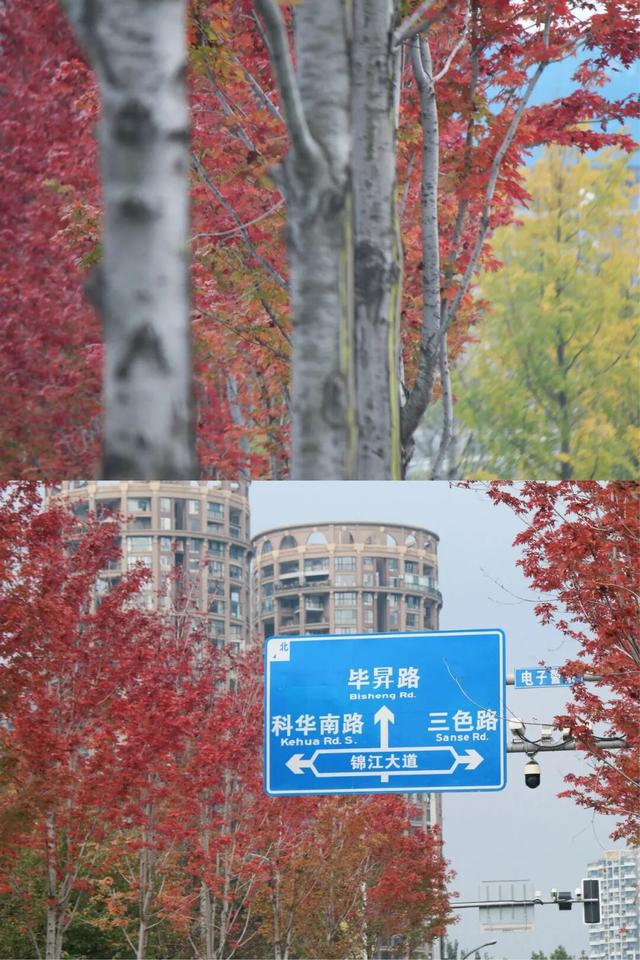 全部免费！成都6个赏红枫好去处推荐，美到犯规！