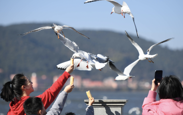 观鸥季启幕 “鸥”经济升温