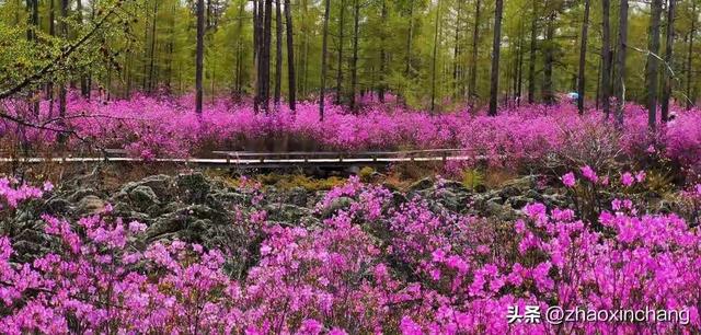 市花，一座城市的名片