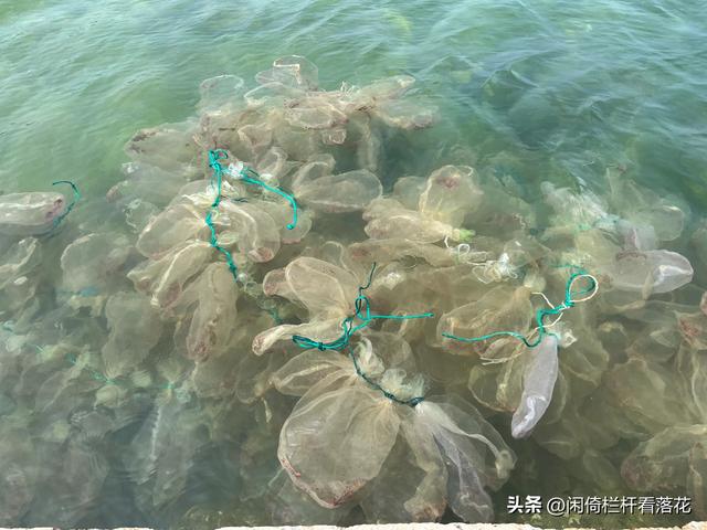 养马岛环岛游