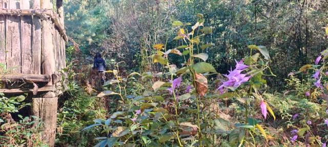 比格林童话更美！墨脱这个村坐拥雪山茶园秘境