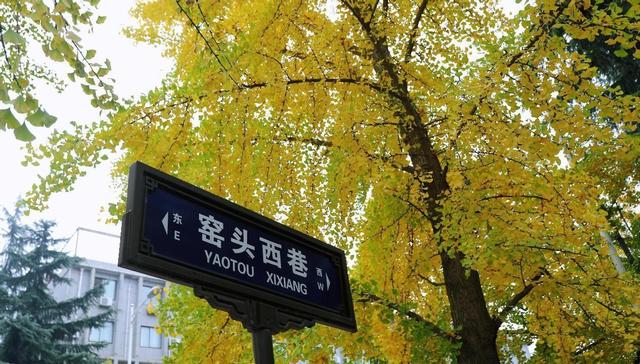 满城尽带“黄金甲” 来高新区邂逅“银杏的幸福时光”