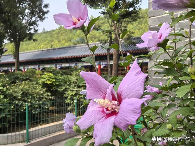 盂县水神山: 风景秀美 避暑圣地