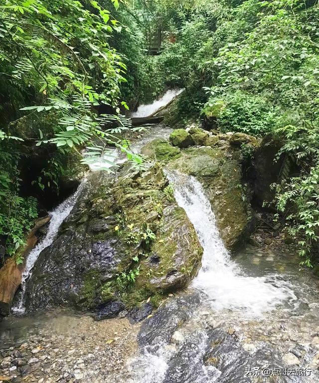 四川又一高山杜鹃惊艳了，刚好进盛花期，云海中的花园，非常唯美