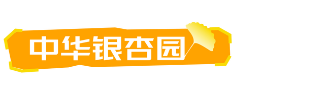 生为山东「银」，何其有「杏」！