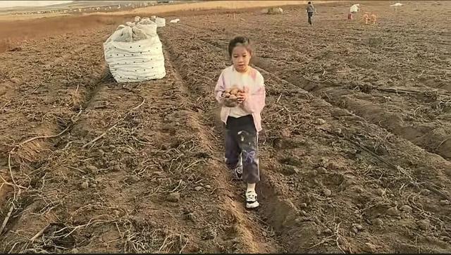 报！在内蒙古捡土豆快乐疯了！