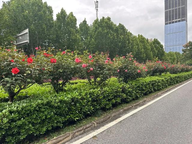 合肥“月季大道”惊艳上线