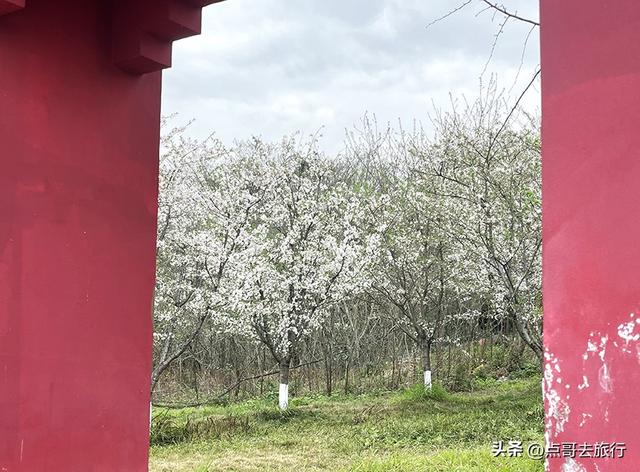 成都城区最大规模白樱花开了，满树繁华，超级壮观，还免费！