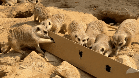 又美又可爱的西海岸！总要来一次！