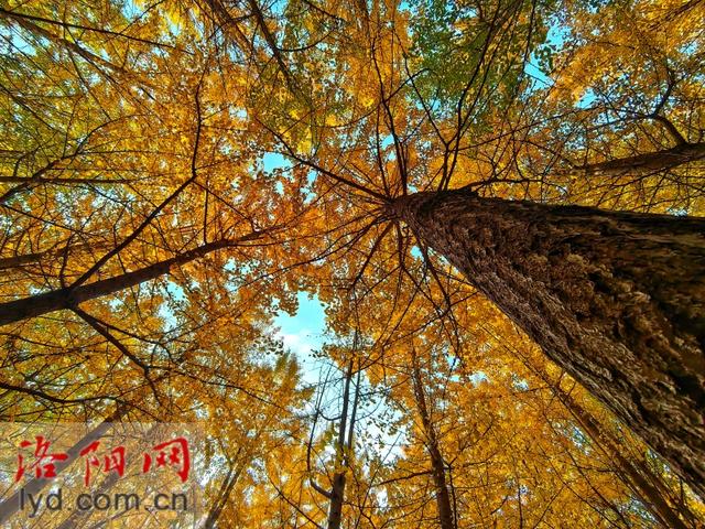 多彩园林 扮靓洛城