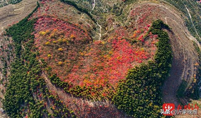 组图丨临沂：漫山红叶美成诗 快来打卡“限定份”浪漫