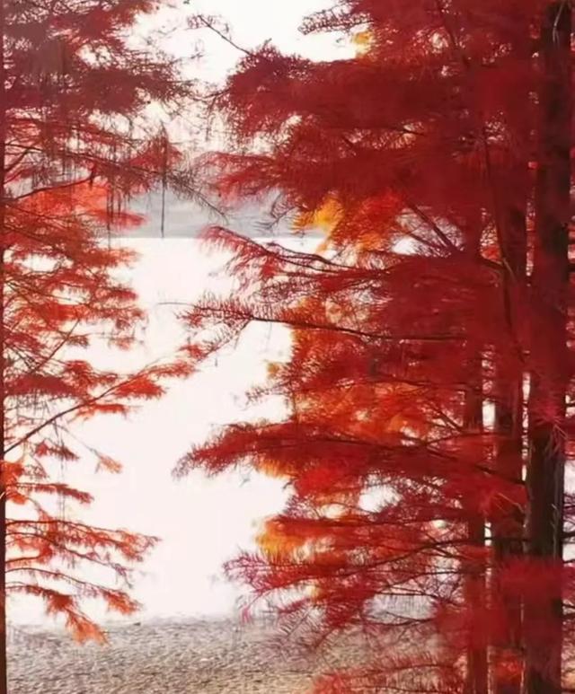 冬日里的红杉林