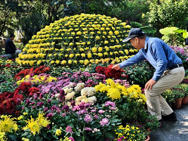 福州西湖公园2025年菊花展