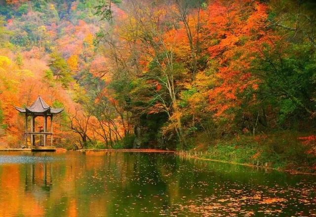 遇见最美红叶季！未来一周汉中红叶观赏预报抢先看~