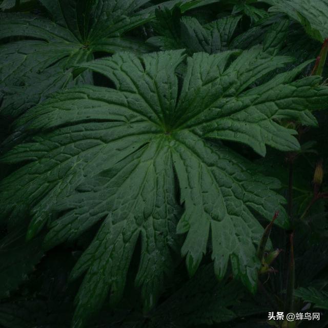 与GFX100 II共赴多洛米蒂的晨昏诗章
