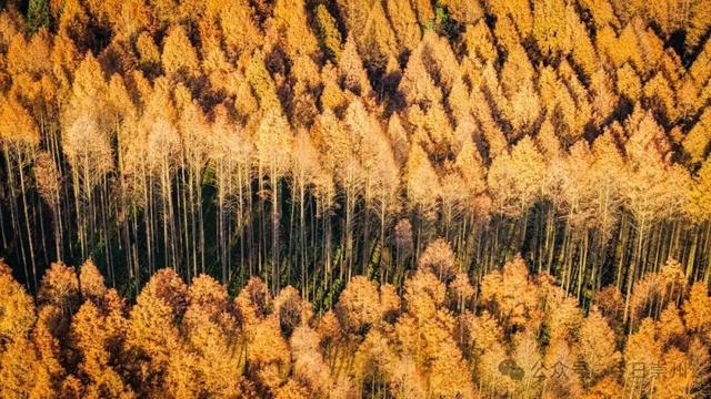 崇州彩林天花板🤩🤩🤩谁还没去过？