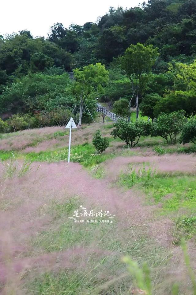 宁波又一处粉黛花海上线，就在网红公园里，湖光与山色相互映衬