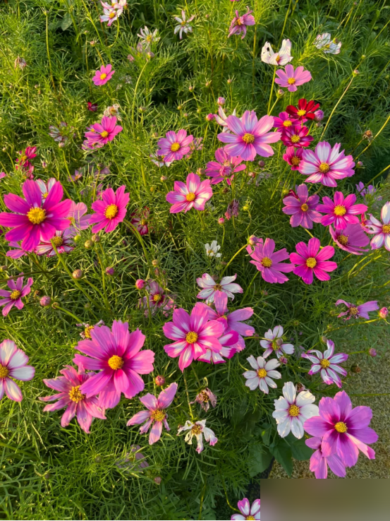 阴花不能进阳宅！这5种花“打死”也不养，家里若有？快挪走！