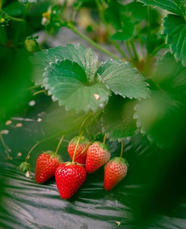 苏州本地草莓上市啦！来看这份采摘攻略