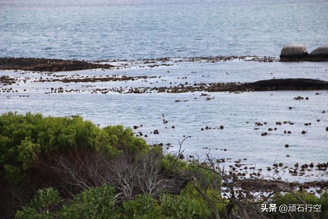 南部非洲：南非开普敦企鹅岛