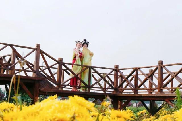 美翻！肥乡藏着一座菊园花海，美丽南赵等你来~