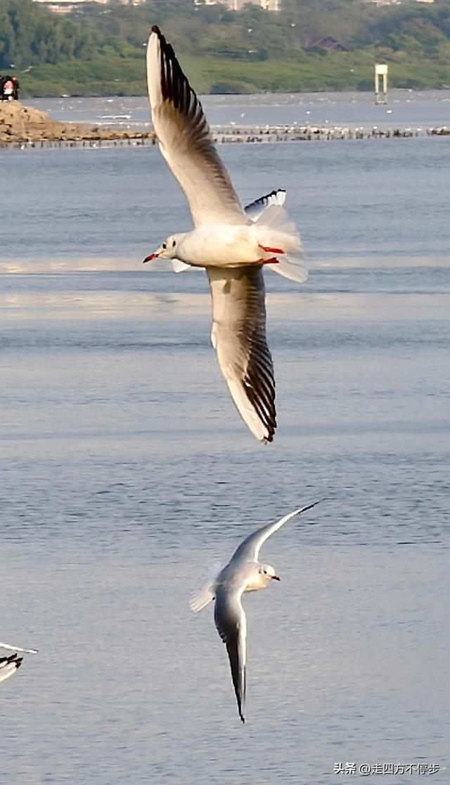 深圳湾观鸟：海舞鸟歌映盛世