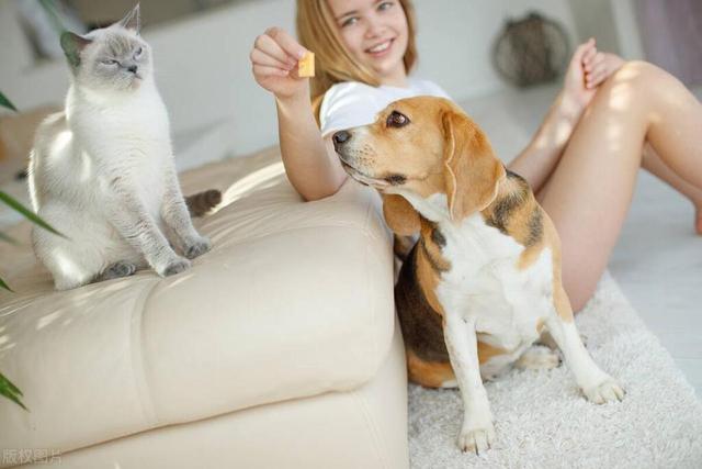 如何有效阻止猫狗大战：15种方法让你的宠物和平共处